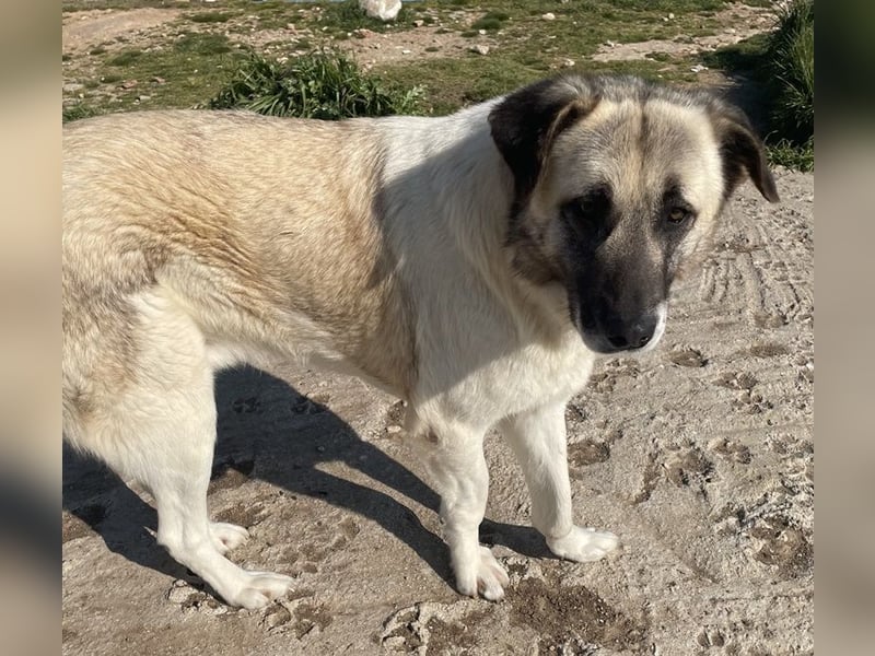 Orlando, geb. ca. 10/2018, lebt in GRIECHENLAND, auf einem Gelände, Hunde werden notdürftig versorgt