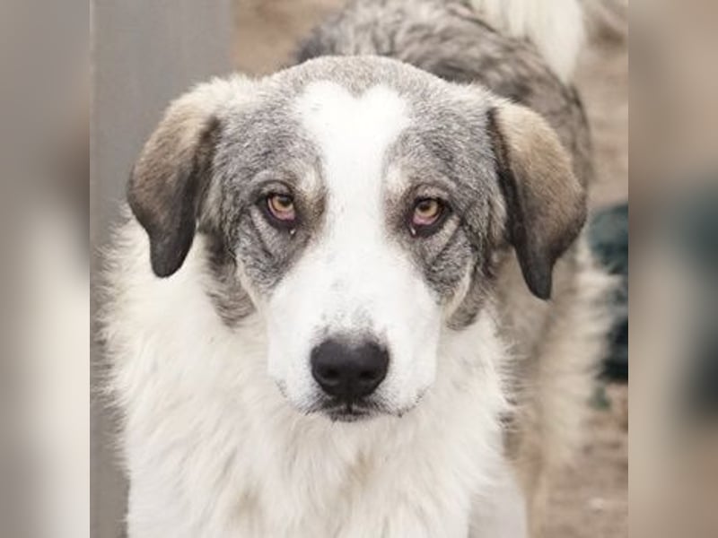 Balou, geb. ca. 05/2022, lebt in GRIECHENLAND, im städt. Tierheim Serres