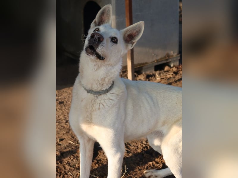 Luuk, geb. ca. 12/2018, lebt in GRIECHENLAND, im städt. Tierheim Serres
