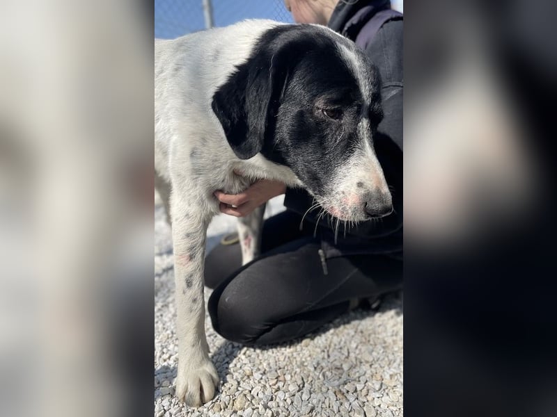 Kniffel, geb. ca. 03/2021, lebt in GRIECHENLAND, im städt. Tierheim Serres