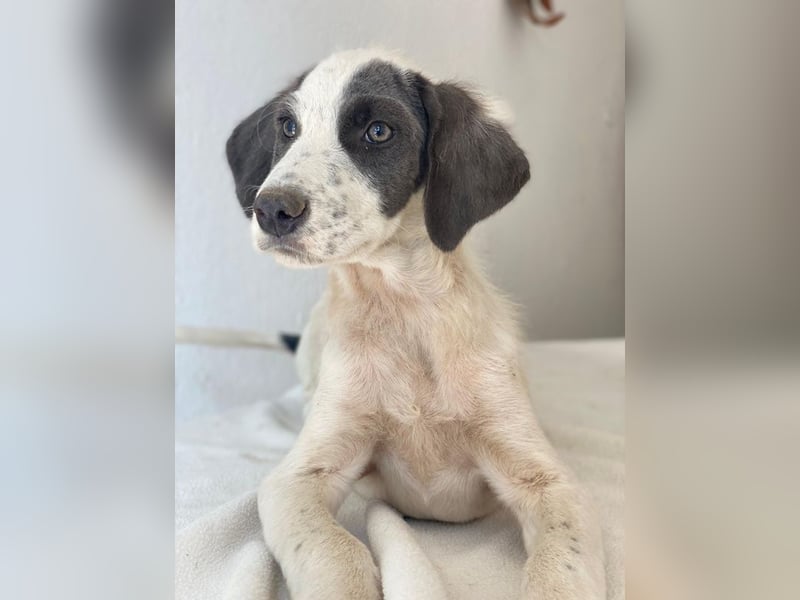 Donar, geb. ca. 03/2025, lebt in GRIECHENLAND, im städt. Tierheim Serres