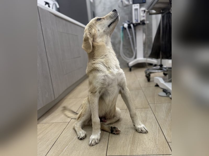 Shaggy, geb. ca. 04/2025, lebt in GRIECHENLAND, im städt. Tierheim Serres