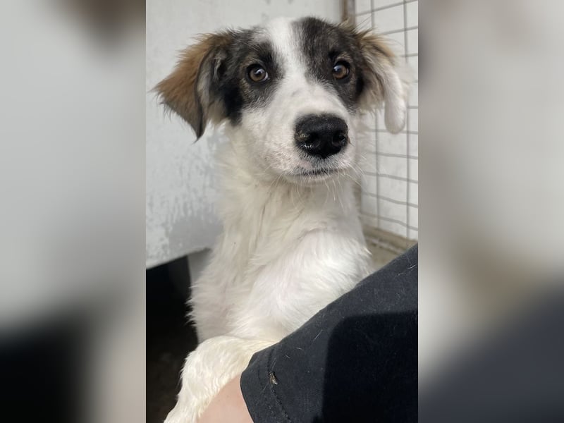 Ahorn, geb. ca. 07/2023, lebt in GRIECHENLAND, im städt. Tierheim Serres