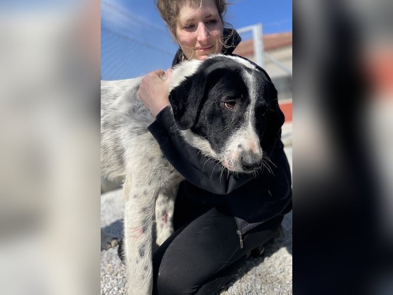 Kniffel, geb. ca. 03/2021, lebt in GRIECHENLAND, im städt. Tierheim Serres