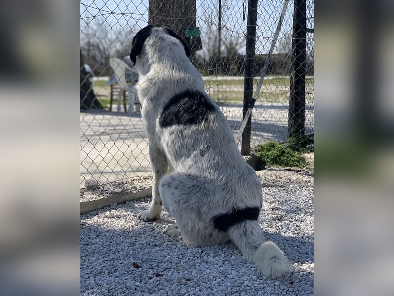 Kniffel, geb. ca. 03/2021, lebt in GRIECHENLAND, im städt. Tierheim Serres