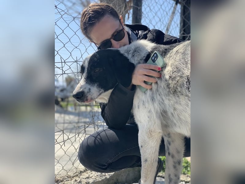 Kniffel, geb. ca. 03/2021, lebt in GRIECHENLAND, im städt. Tierheim Serres