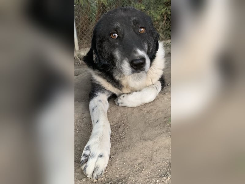 Harwin, geb. ca. 11/2018, lebt in GRIECHENLAND, im städt. Tierheim Serres