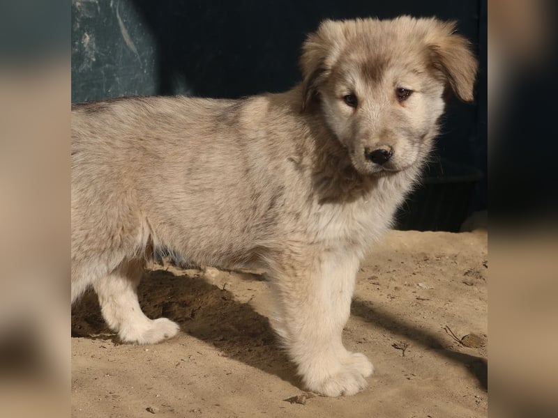 Jako, geb. ca. 09/2023, lebt in GRIECHENLAND, im städt. Tierheim Serres