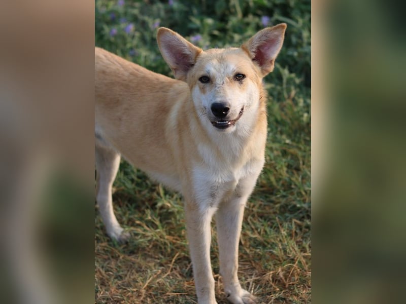 Milio, geb. ca. 09/2022, lebt in GRIECHENLAND, im städt. Tierheim Serres