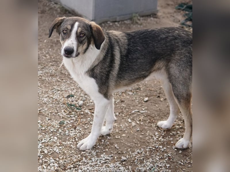 Dios, geb. ca. 05/2022, lebt in GRIECHENLAND, im städt. Tierheim Serres
