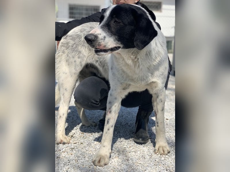 Kniffel, geb. ca. 03/2021, lebt in GRIECHENLAND, im städt. Tierheim Serres