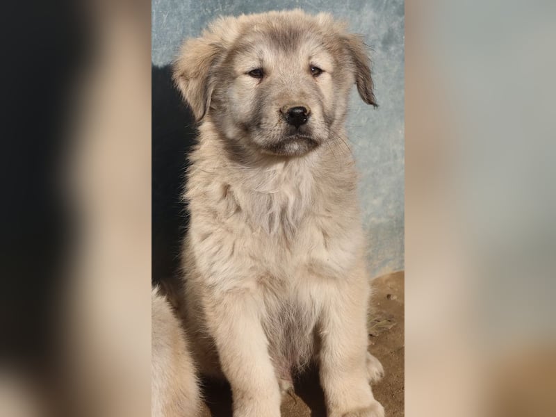 Jako, geb. ca. 09/2023, lebt in GRIECHENLAND, im städt. Tierheim Serres