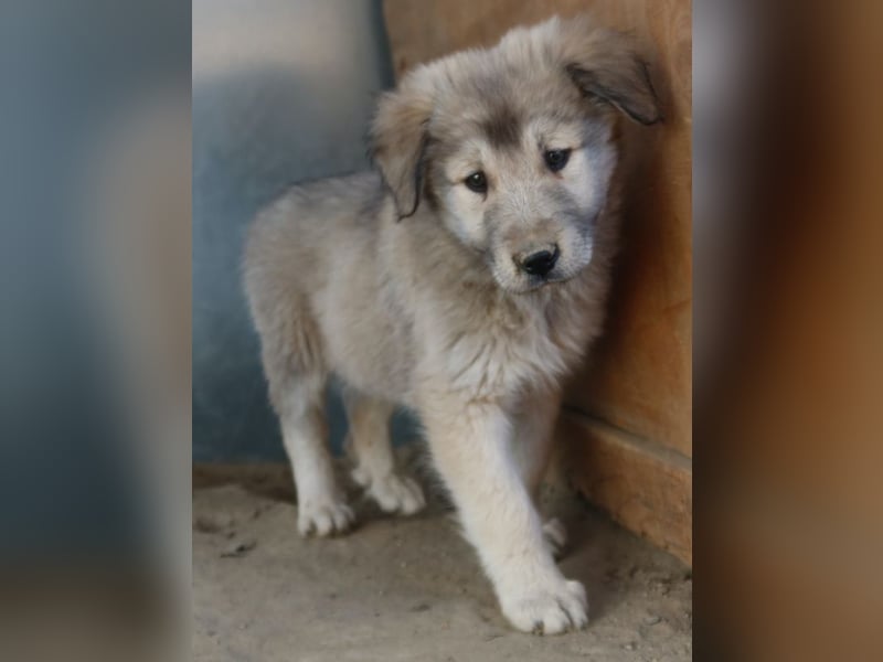 Jako, geb. ca. 09/2023, lebt in GRIECHENLAND, im städt. Tierheim Serres