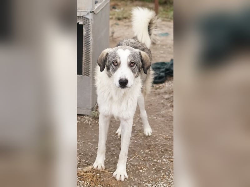 Balou, geb. ca. 05/2022, lebt in GRIECHENLAND, im städt. Tierheim Serres