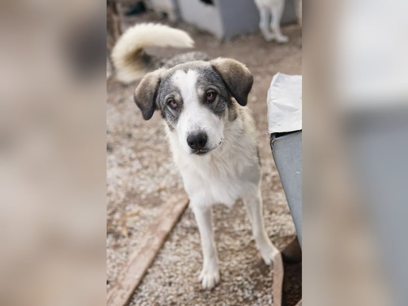 Balou, geb. ca. 05/2022, lebt in GRIECHENLAND, im städt. Tierheim Serres