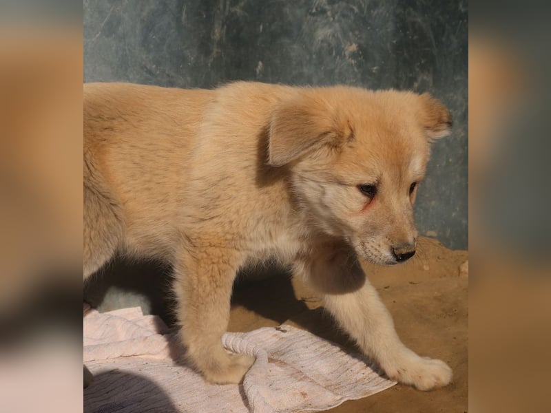 Hannes, geb. ca. 09/2023, lebt in GRIECHENLAND, im städt. Tierheim Serres