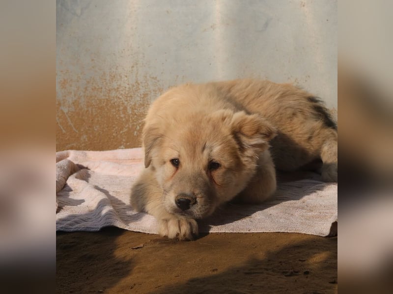 Hannes, geb. ca. 09/2023, lebt in GRIECHENLAND, im städt. Tierheim Serres