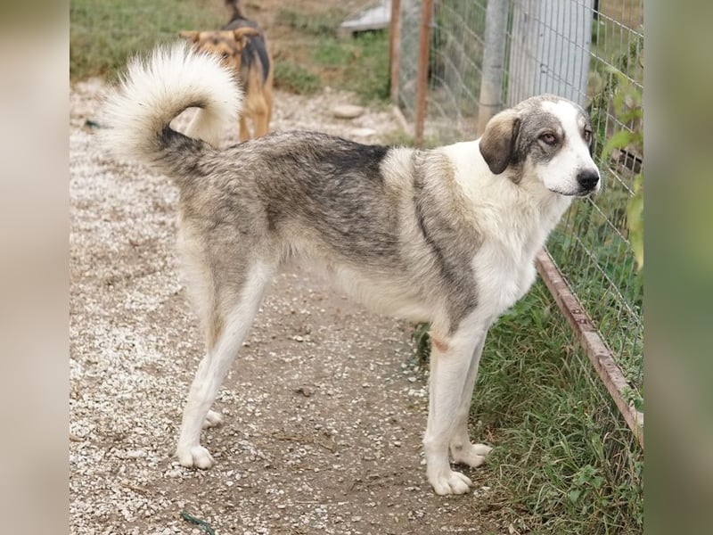 Balou, geb. ca. 05/2022, lebt in GRIECHENLAND, im städt. Tierheim Serres