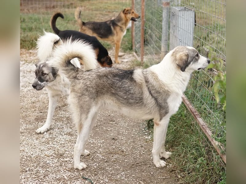 Balou, geb. ca. 05/2022, lebt in GRIECHENLAND, im städt. Tierheim Serres