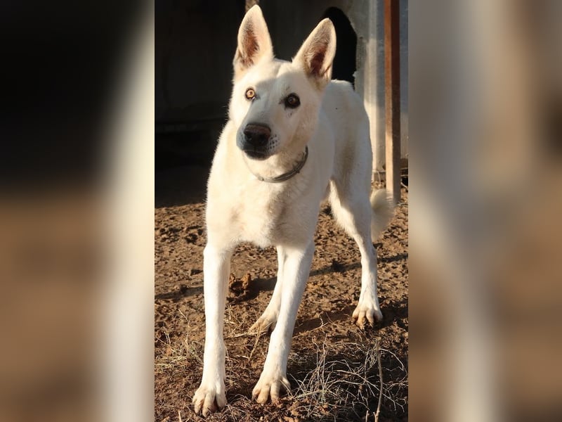 Luuk, geb. ca. 12/2018, lebt in GRIECHENLAND, im städt. Tierheim Serres