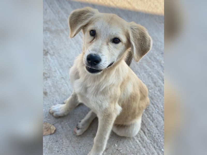 Shaggy, geb. ca. 04/2025, lebt in GRIECHENLAND, im städt. Tierheim Serres