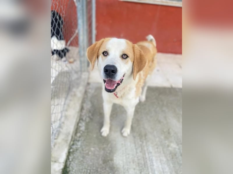 Nikki, geb. ca. 06/2022, lebt in GRIECHENLAND, im städt. Tierheim Serres