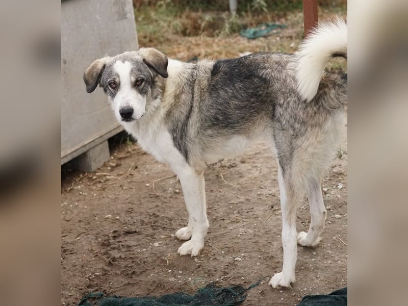 Balou, geb. ca. 05/2022, lebt in GRIECHENLAND, im städt. Tierheim Serres