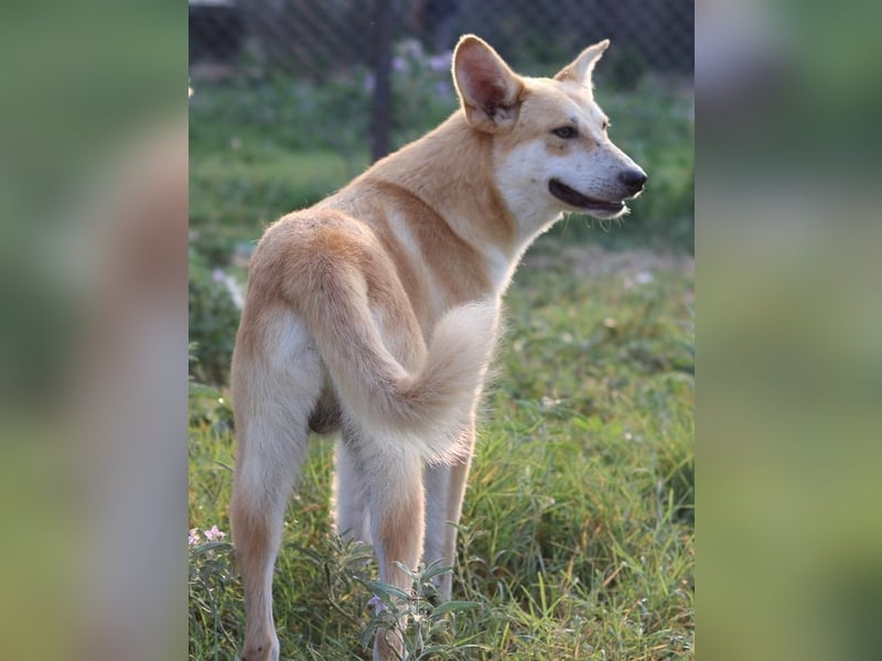 Milio, geb. ca. 09/2022, lebt in GRIECHENLAND, im städt. Tierheim Serres