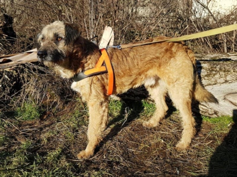 Tristan, ca. 2-3 Jahre alt