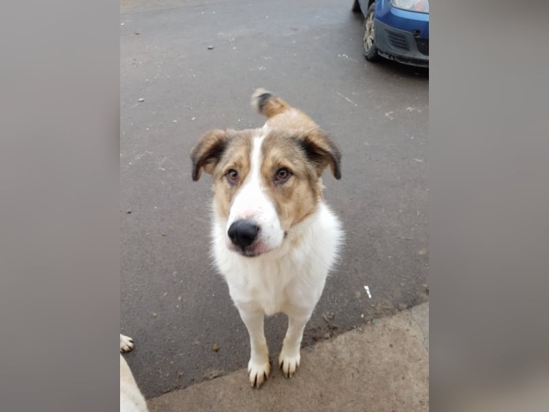 Amadeus, ca. 3-4 Jahre alt