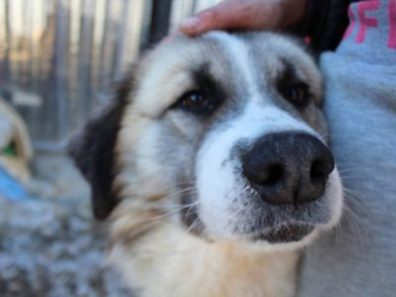 Arko, ca. 5-6 Jahre