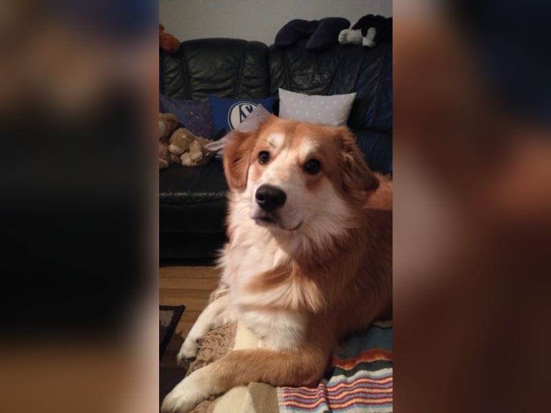Aurell, ca. 1,5 Jahre alt