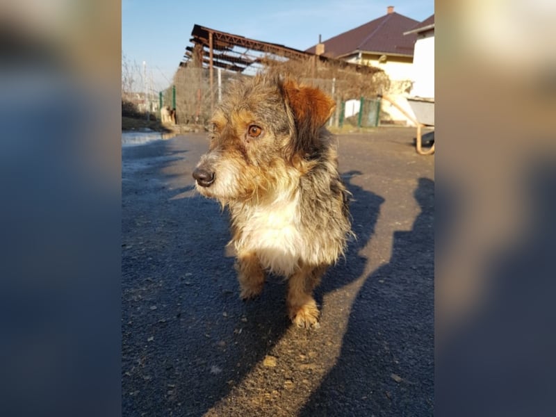 Zwiebel sucht ein Zuhause