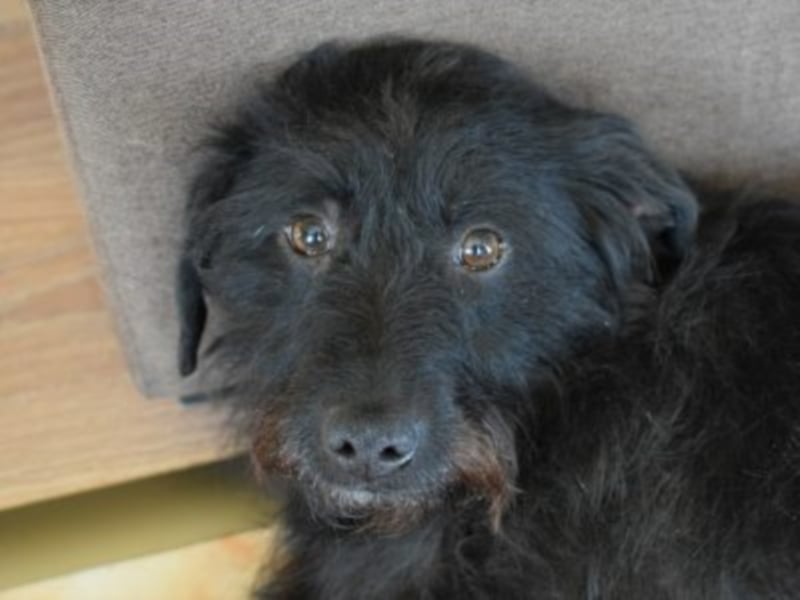 Eddy, ca. 2 Jahre alt