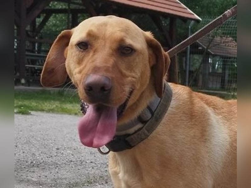 Boburék, evtl. Labrador-Mix, ist aktiv und wasserbegeistert !