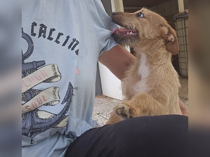 FELIPE ❤️ kleiner Charmeur Pflegefamilie Immenhausen