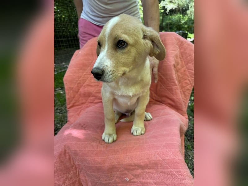 Neville - DRINGEND Zuhause oder Pflegestelle gesucht - angehender Zauberlehrling