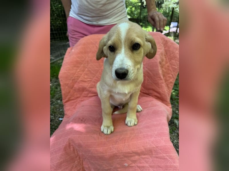 Neville - DRINGEND Zuhause oder Pflegestelle gesucht - angehender Zauberlehrling
