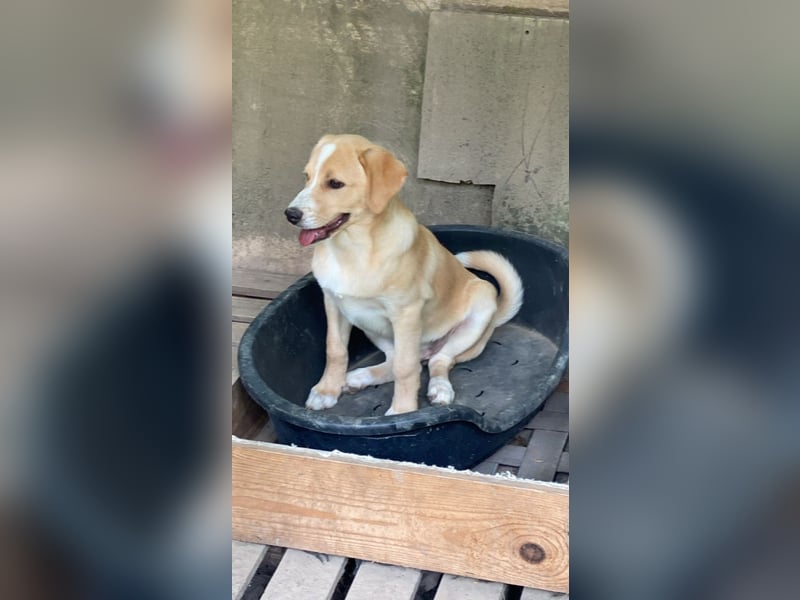 Neville - DRINGEND Zuhause oder Pflegestelle gesucht - angehender Zauberlehrling