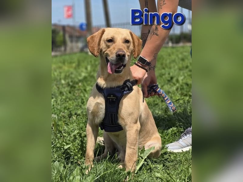 ❤️ Bingo