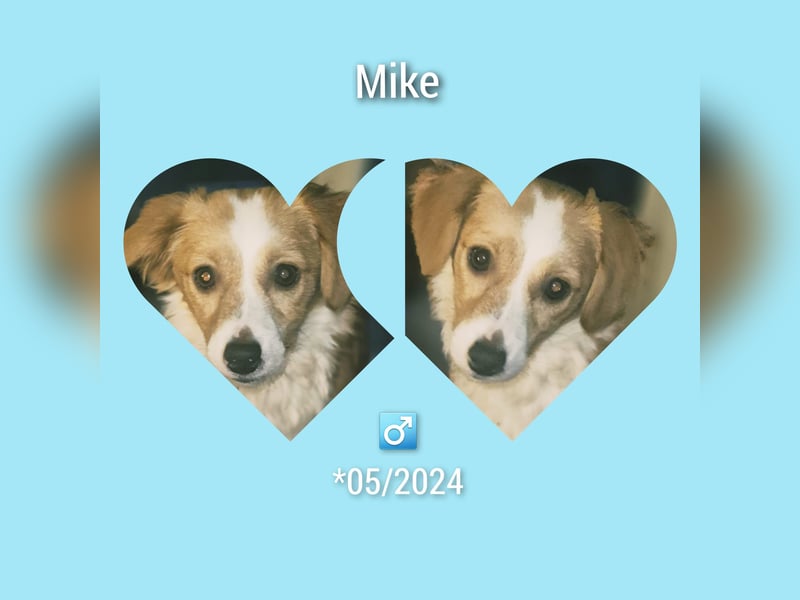 Junghund Mike 28cm, sucht ein liebevolles Zuhause als Zweithund