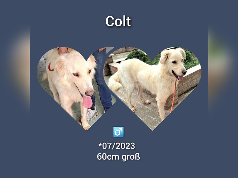 Rüde Colt ist ein sehr lieber Rüde der Rumänien schnell verlassen möchte