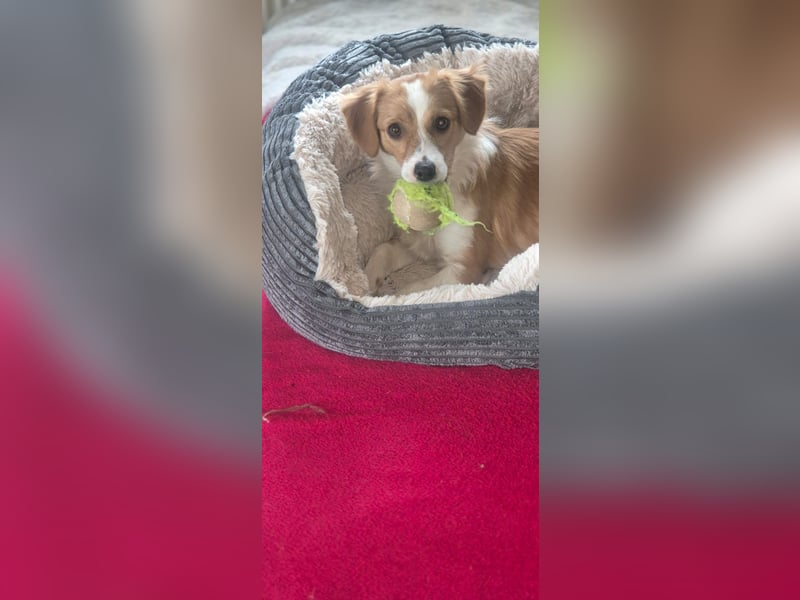 Junghund Mike 28cm, sucht ein liebevolles Zuhause als Zweithund