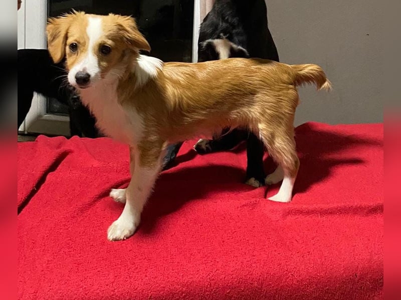 Junghund Mike 28cm, sucht ein liebevolles Zuhause als Zweithund
