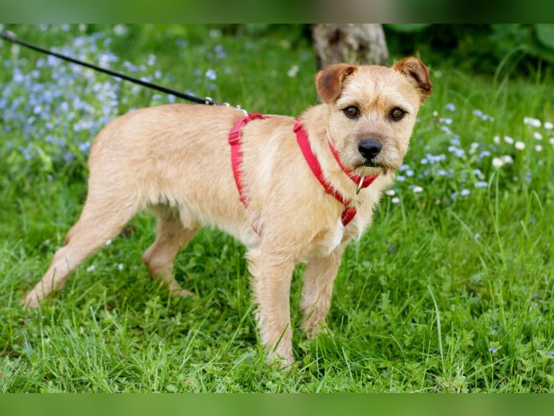Ruffl - neugieriger, verspielter, verträglicher junger Hund - Tierhilfe Franken e.V.