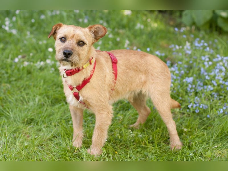 Ruffl - neugieriger, verspielter, verträglicher junger Hund - Tierhilfe Franken e.V.