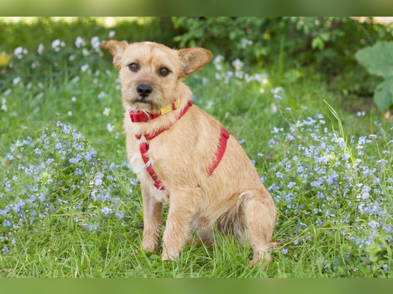 Ruffl - neugieriger, verspielter, verträglicher junger Hund - Tierhilfe Franken e.V.