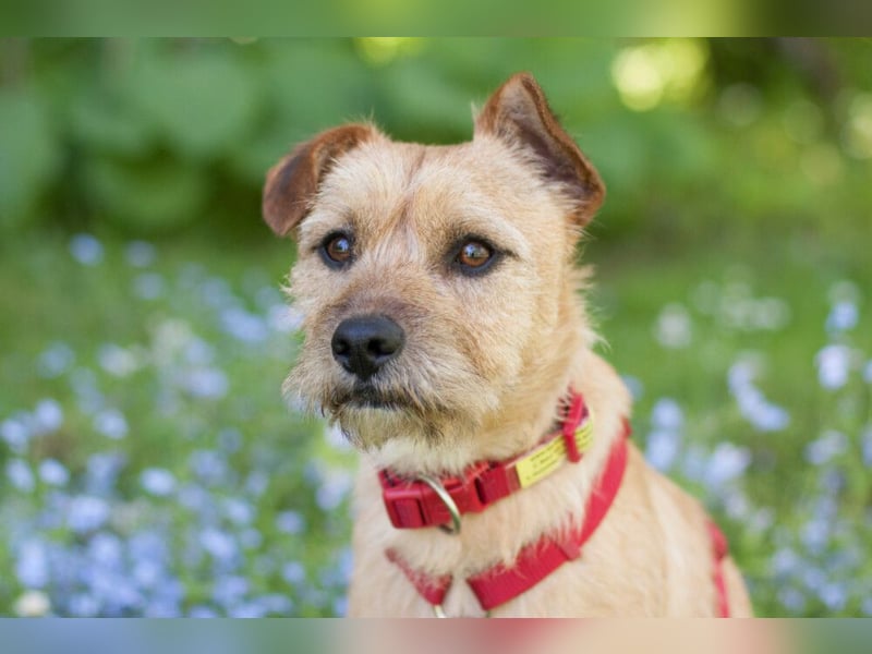 Ruffl - neugieriger, verspielter, verträglicher junger Hund - Tierhilfe Franken e.V.