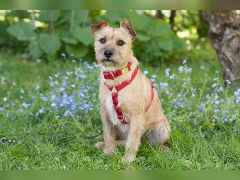 Ruffl - neugieriger, verspielter, verträglicher junger Hund - Tierhilfe Franken e.V.