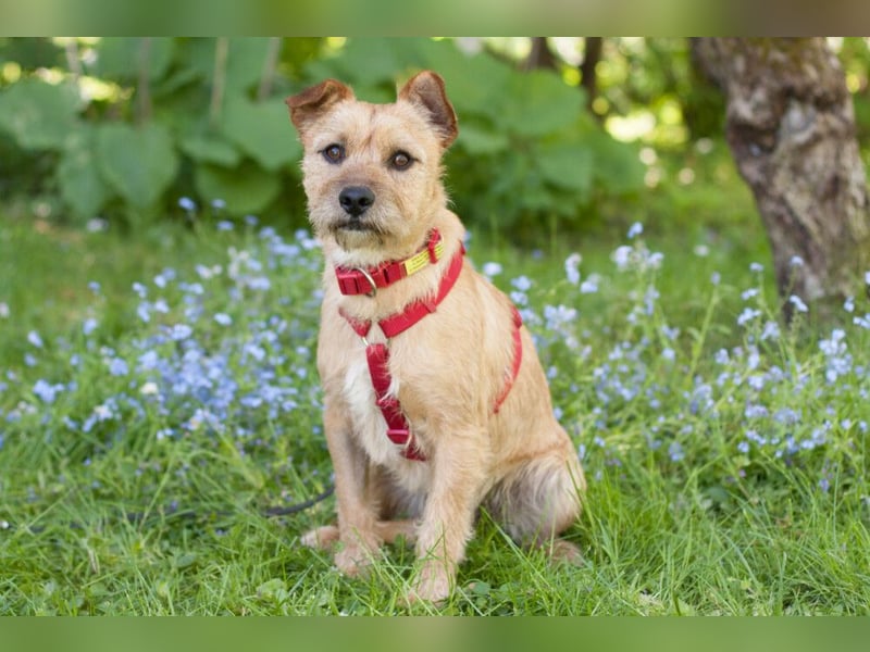 Ruffl - neugieriger, verspielter, verträglicher junger Hund - Tierhilfe Franken e.V.
